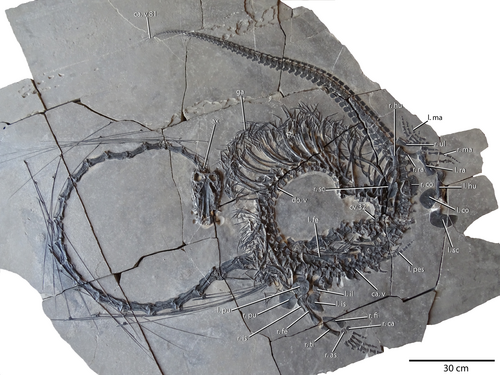 Dinocephalosaur reference