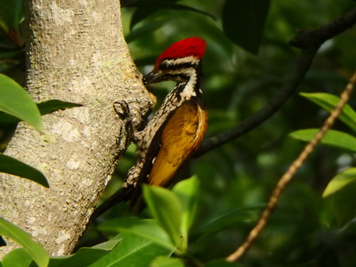 Common Flameback reference