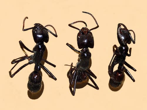 Giant Hunting Ant reference