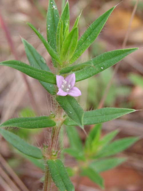 Rough Buttonweed reference