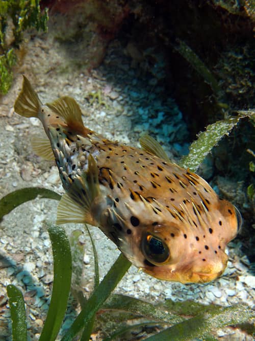 Longspined Porcupinefish reference
