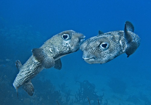 Porcupinefish reference
