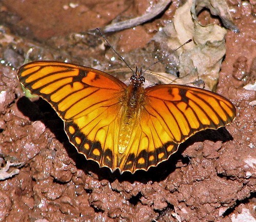 Mexican Silverspot reference