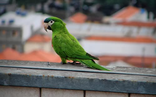 Red-shouldered Macaw reference