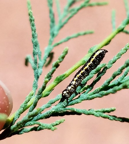 Northern Tamarisk Beetle reference