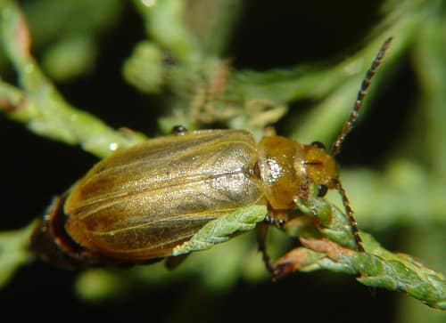 Tamarisk Beetle reference