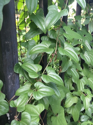 Chinese Yam reference