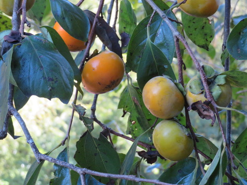 Japanese Persimmon reference