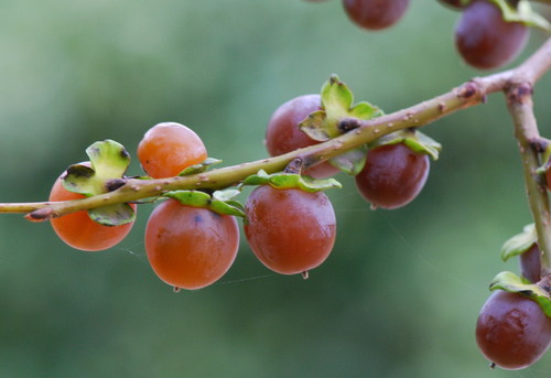 Date-plum reference