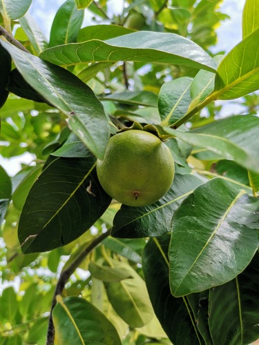 Black Sapote reference