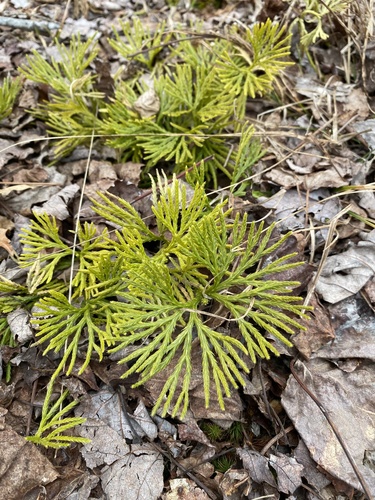 Fan Clubmoss reference