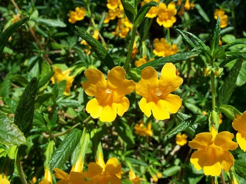 Sticky Monkeyflower reference