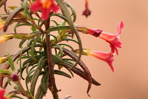 Red Bush Monkeyflower reference