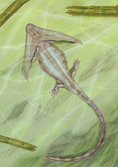 Diploceraspis reference