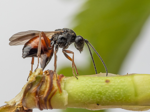 Rose Gall Wasp reference