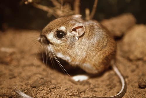 Heermann's Kangaroo Rat reference