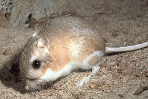 Ord's Kangaroo Rat reference