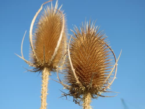 Wild Teasel reference