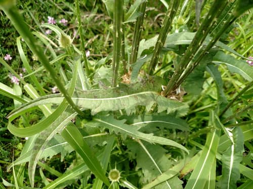 Cutleaf Teasel reference