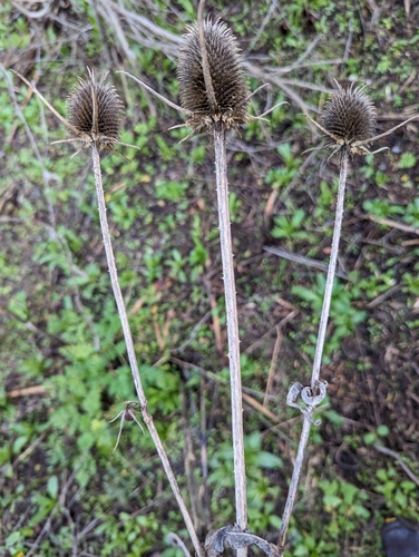 Fuller's Teasel reference