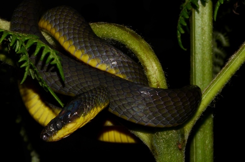 Underwood's Tree Snake reference