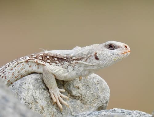 Desert Iguana reference