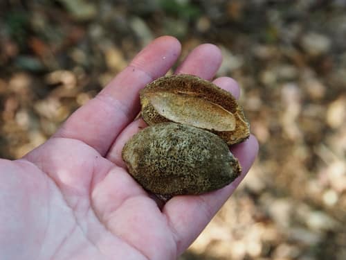 Almendro reference