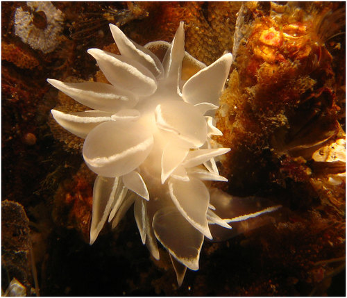Frosted Nudibranch reference
