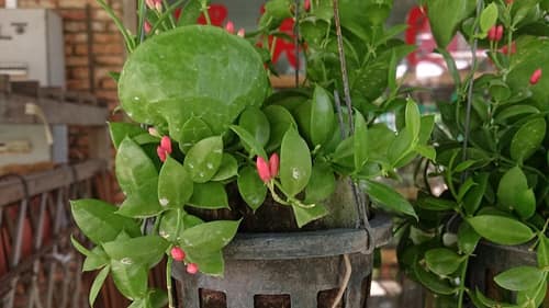 Ant Plant reference