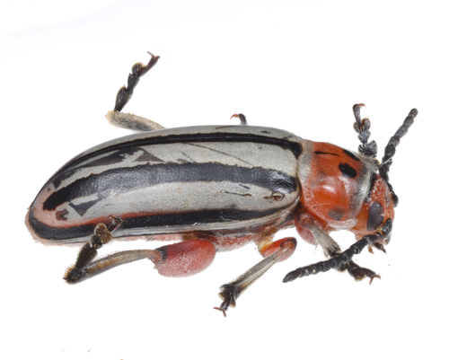 Striped Willow Flea Beetle reference