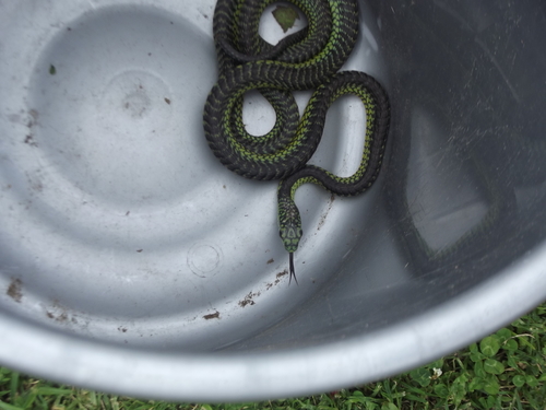 Boomslang reference