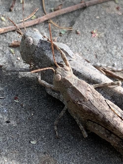 Carolina Grasshopper reference