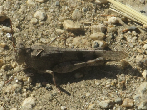 Pictured Grasshopper reference