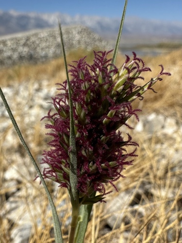 Desert Saltgrass reference