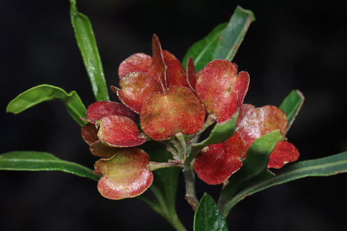Hopbush reference