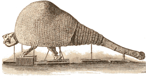 Club-tailed Doedicurus reference