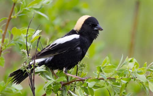 Bobolink reference