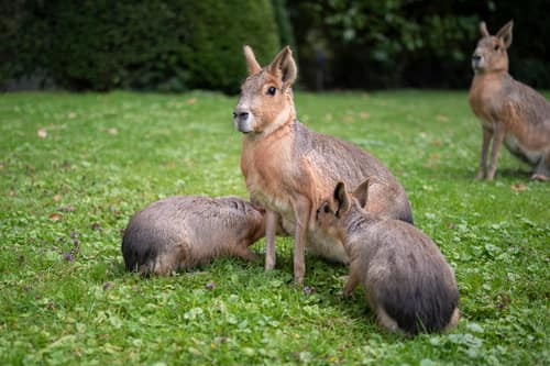 Patagonian Mara reference