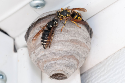 Aerial Yellowjacket reference