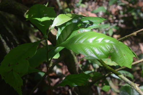 Doliocarpus dentatus reference