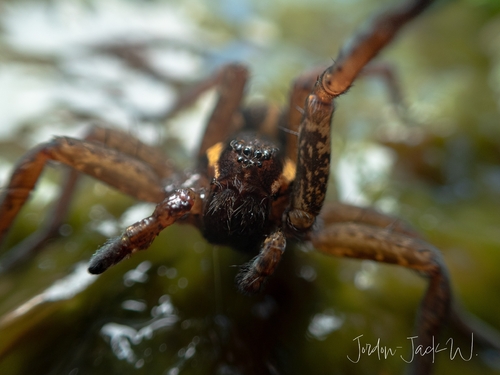 Raft Spider reference