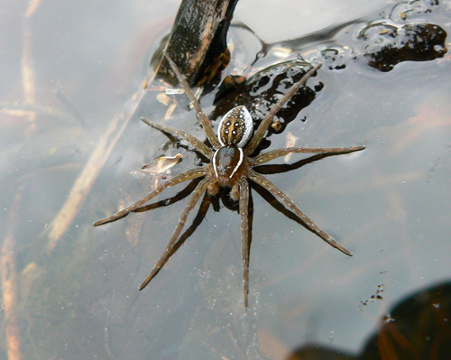 Six-spotted Fishing Spider reference