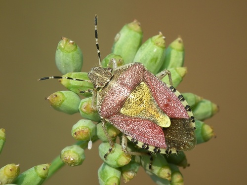 Sloe Bug reference