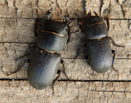 Lesser Stag Beetle reference