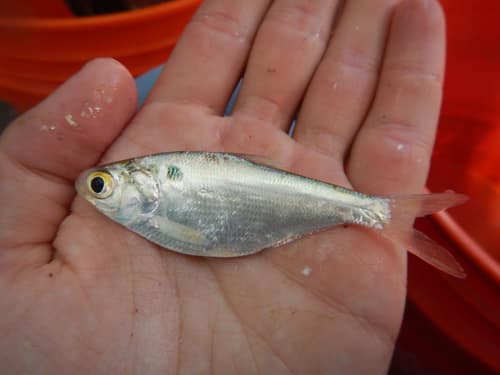 Gizzard Shad reference