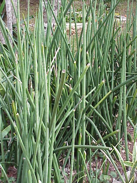 Cylindrical Snake Plant reference