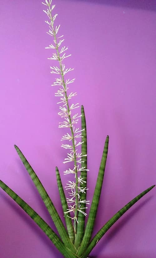 Cylindrical Snake Plant reference