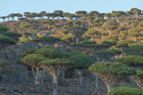 Socotra Dragon Tree reference