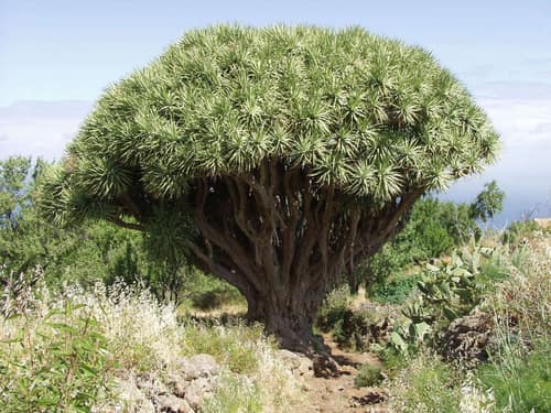 Dragon Tree reference