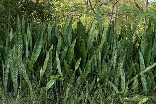 Bowstring Hemp reference